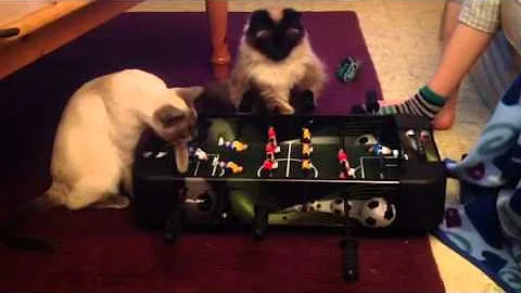 Video 11768171: siamese cat playing