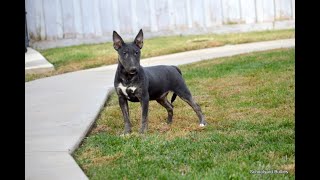 Lady The Bull Terrier