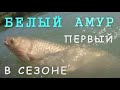 Ловля белого амура. Моя рыбалка №2. Июль 2017 г.