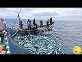 Unbelievable Needlefish Catch Using Traditional Nets – Huge Fishing Harvest!