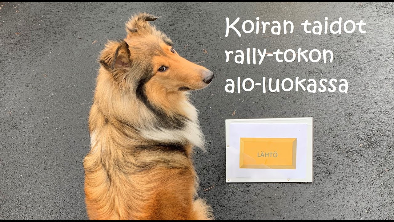 Koiran perustaidot rally-tokon alokasluokkaa varten