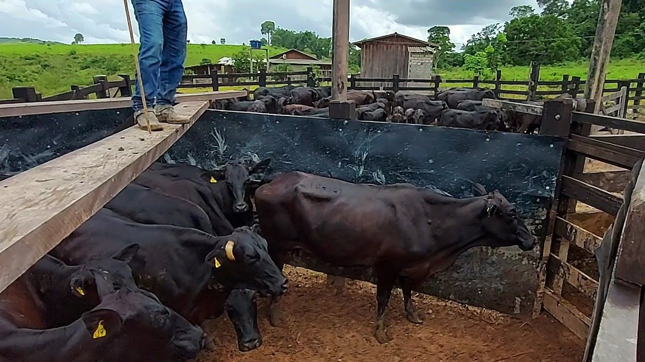 Excelente ganho de peso bezerros cruzamento industrial Brangus em vaca