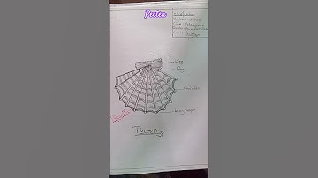 pecten/invertebrates file work zoology practical file