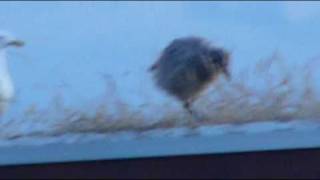 herring gull chicks