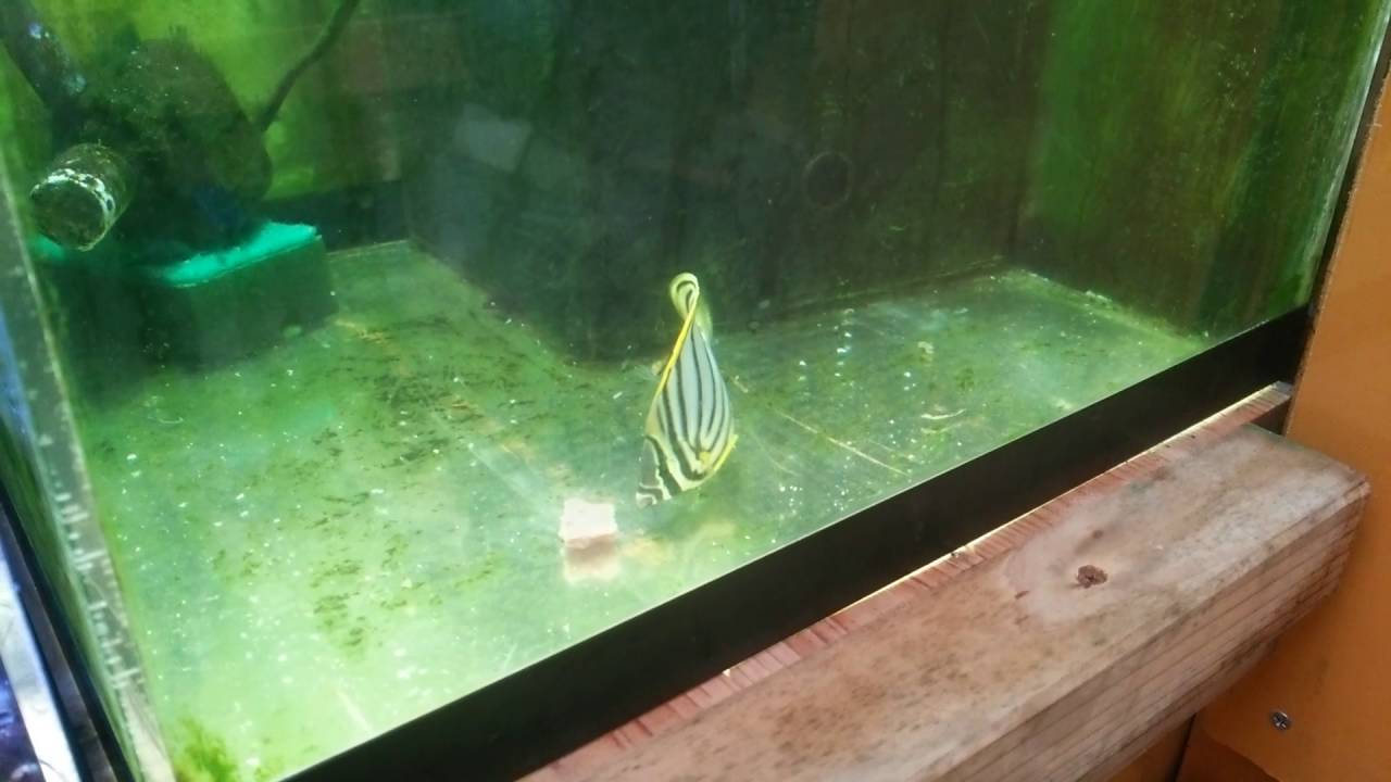 今日のオウギ1号