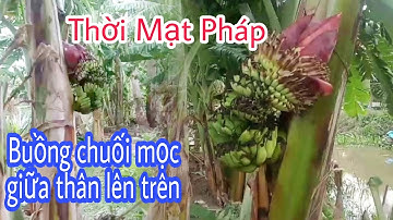 Thời Mạt Pháp Cây Chuối Kì Lạ Buồng Mọc Giữa Thân Ngược Lên Trên Tại Miền Tây.
