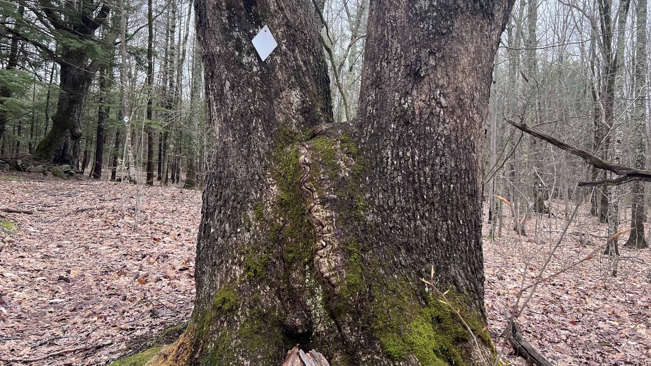 From Overcast to Golden Sunshine Hiking the Scenic Trails of