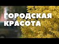 Городские цветы для Могилева