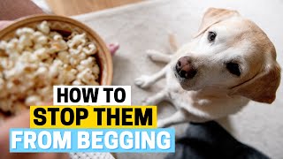 How to Stop your Labrador from begging for food by Labrador Care 1,395 views 11 months ago 2 minutes, 25 seconds