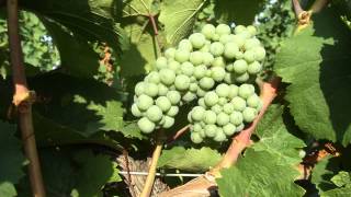 The Life Story of a Grape Cluster - Grape Video #5