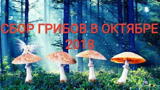Сбор грибов в октябре 2018 Сбор грибов в октябре 2018