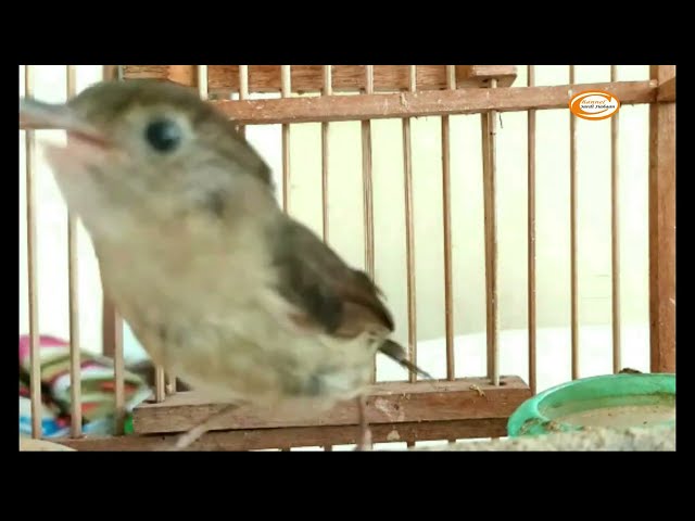 Suara Keras burung kecil Wergan Jawa Flamboyan Full Tembakan Sulingan Mewah class=