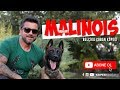 Köpek Irkları - Malinois (Belçika Çoban Köpeği)