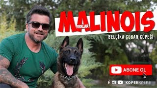 Köpek Irkları - Malinois Belçika Çoban Köpeği