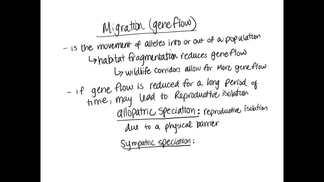 Gene Flow (Migration)