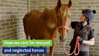 How we care for rescued and neglected horses