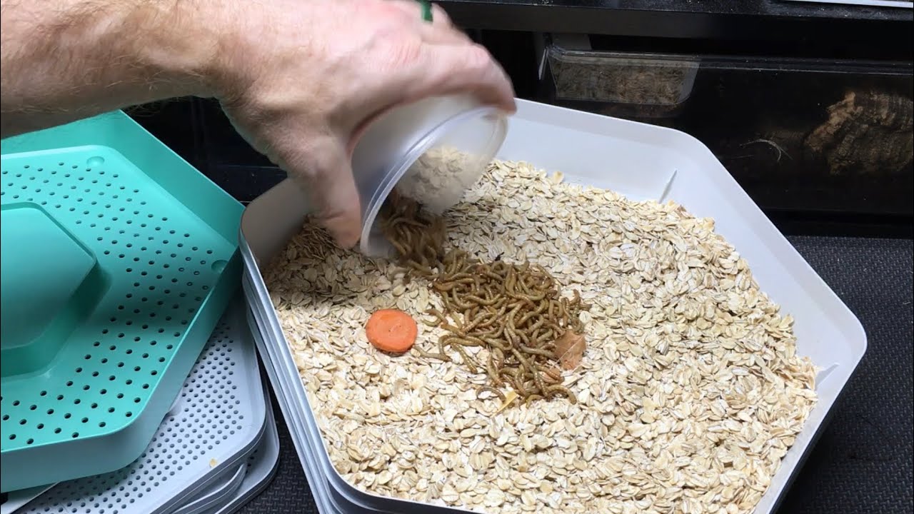 Unboxing Mealworm Growing Pod from The Bug Factory! YouTube