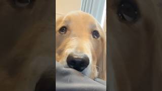 ...🙄#大型犬 #ゴールデンレトリバー