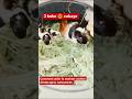 comment aider un cochon d'Inde après naissance de 3 bébé 😍😍😍
