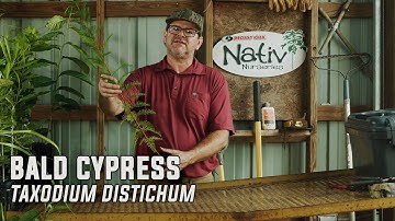 Bald Cypress (Taxodium distichum)