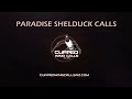 Paradise shelduck Calls