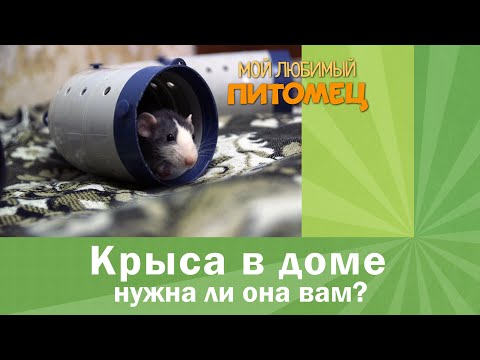 Видео: Как ввести новую домашнюю крысу