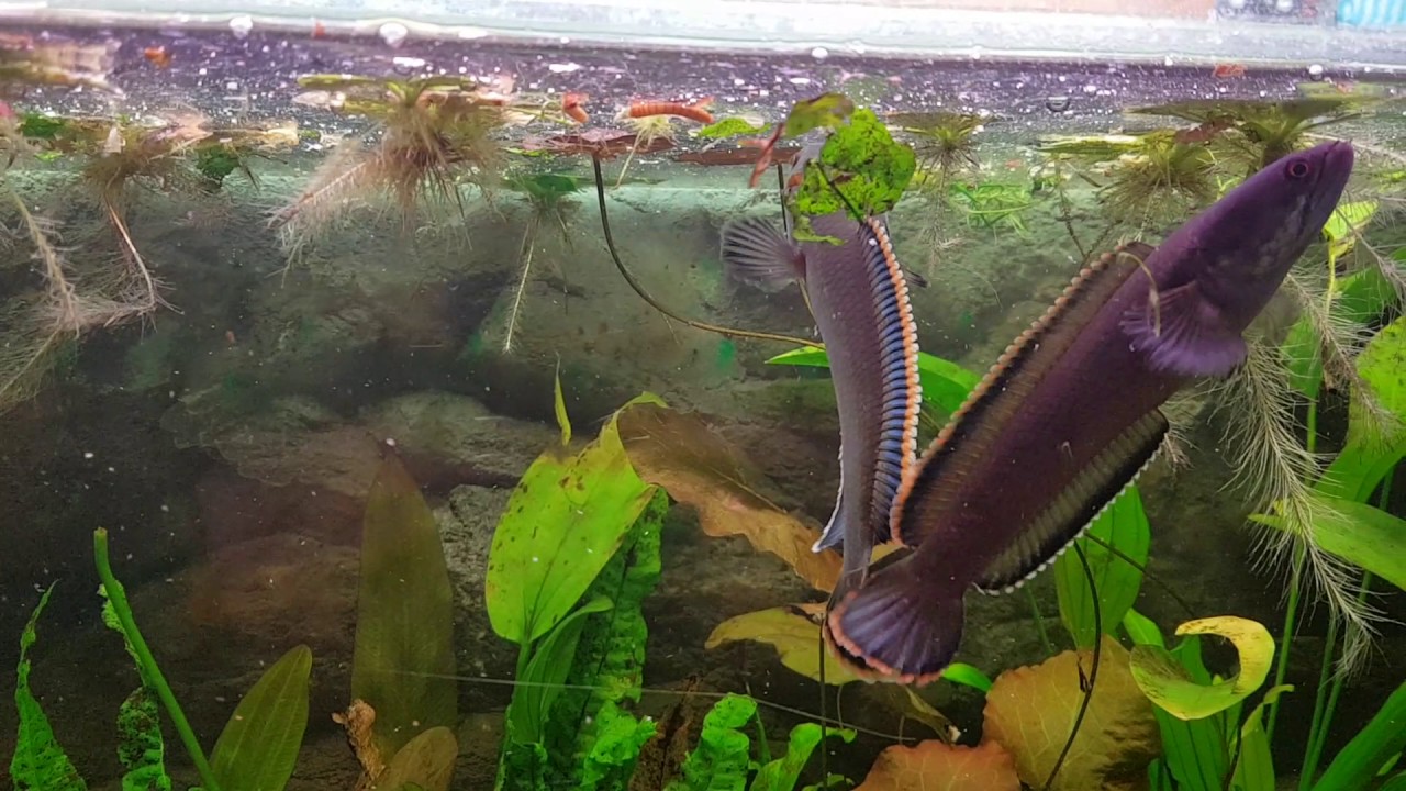 Channa Fireback Pair - YouTube