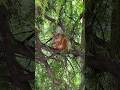 🐿️Белка нашла орех. The squirrel found a nut. #animalshorts #белка #природа