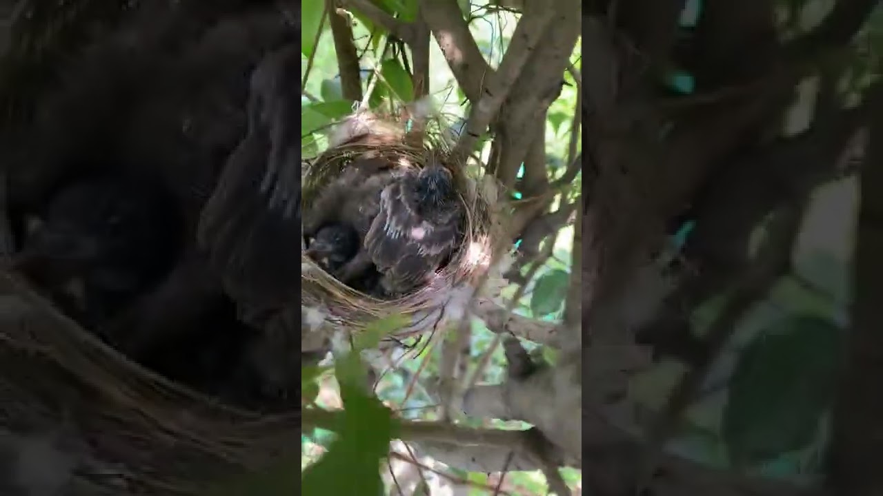 Bird’s Nests and Baby Birds in the Garden