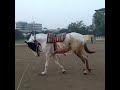 nagpur district equestrian association