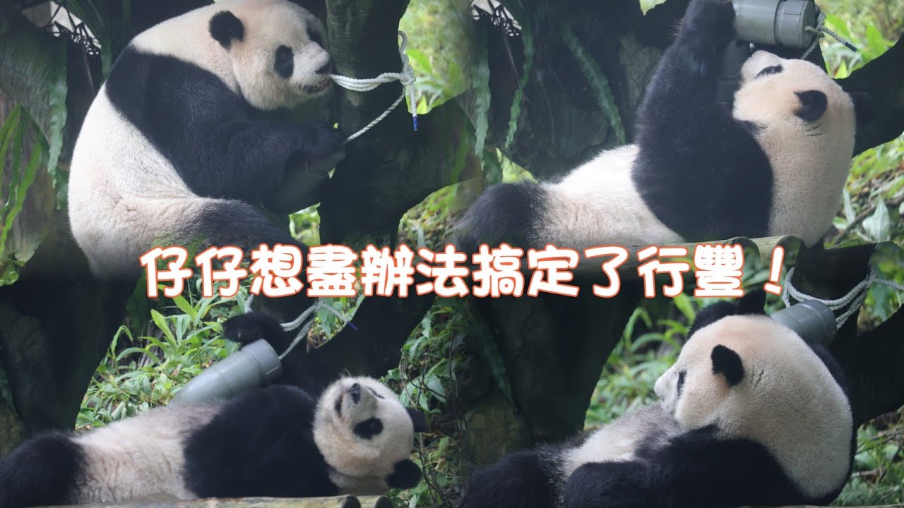  天才圓仔為搞定行豐，行為超爆笑，粉絲更是笑到要岔氣！20260309