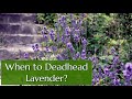 When to Deadhead Lavender and Other Growing Tips