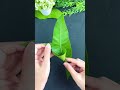 DIY Mango Leaves HandmadeDIY Uniquehandmadeart Lovehandmade Handwork 3 DIY Mango Leaves HandmadeDIY Uniquehandmadeart Lovehandmade Handwork 3