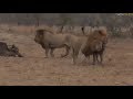 Safari Live : Birmingham Boys and one Nkuhuma Lioness on drive this morning Aug 27, 2017