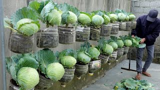 Housewives&#39; dream cabbage garden, growing cabbage and vegetables in plastic bottles