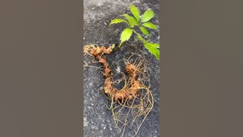 2 củ sâm rừng 1 lạng 55 gam bao kiểm định chuẩn sâm mời các bác siêu tầm 0477965679 e Nguyệt nhé