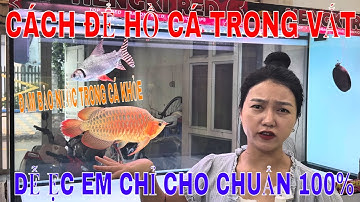🔴CHIA SẺ BÍ QUYẾT LÀM CHO HỒ CÁ LUÔN TRONG VẮT | CHỈ CẦN CẤY ĐÚNG VI SINH CHẤT LƯỢNG CAO