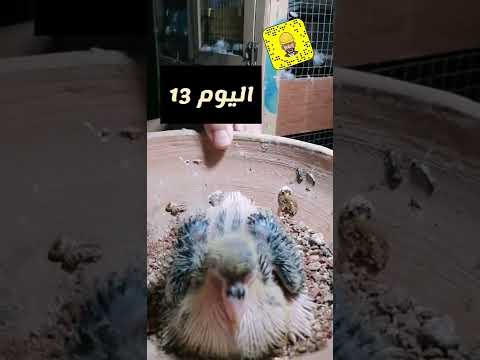 نمو الزغلول من عمر يوم واحد حتى الفطام