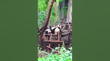 Cute pandas,I love it🤩#youtubeshorts #trending #viralvideo #panda #fyp