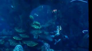 Dhruvs-Visit To The Aquarium