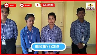 Digestive System // Divine college of health science // Student presentation