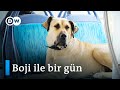 İstanbul'un gezgin köpeği Boji | Sabah 10'dan akşam 9'a kadar yollarda - DW Türkçe