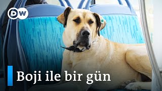 İstanbul'un gezgin köpeği Boji | Sabah 10'dan akşam 9'a kadar yollarda  DW Türkçe