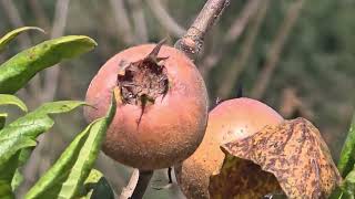 Medlar, Döngel, Muşmula, Mespilus Germanica
