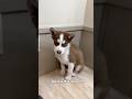 She’s trying to understand this new invention. #funny  #dog #cute #pets #funnyvideo #husky