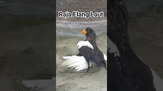 Raja Elang Laut #Shortvideo #Eagles #Burung #Eagle