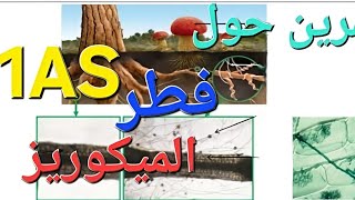 تمرين حول علاقة فطر الميكوريز بشجرة الأركان | التركيب الضوئي | سنة أولى ثانوي