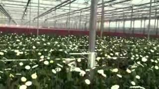 GreenSense, het gebruik van de planttemperatuursensor bij Klondike Gardens GreenSense, het gebruik van de planttemperatuursensor bij Klondike Gardens