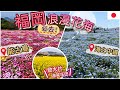 [福岡夢幻花海] 季節限定!! 打卡必去 |迷人藍色粉碟花海 | 田野風光油菜花田| 浪漫波斯菊| 小朋友放電好去處 | 身在福岡不知福
