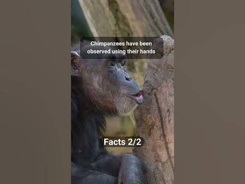 Interesting Facts About Chimpanzees #17 #shorts - YouTube